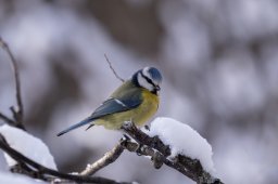Mésange bleue (Bessans)